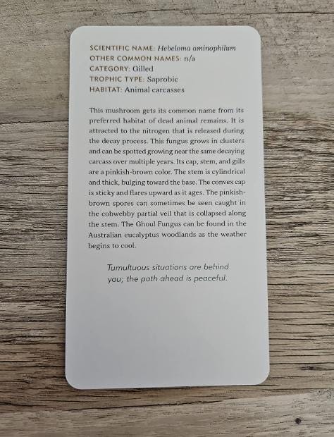 Mushroom Spotter’s Deck – Oracle Cards | Fungi Field Guide | Nature Wisdom Cards | Illustrated Deck