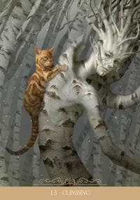 Barbieri Fantasy Cats Oracle – 23-Card Oracle Deck + Guidebook | Paolo Barbieri | Lo Scarabeo