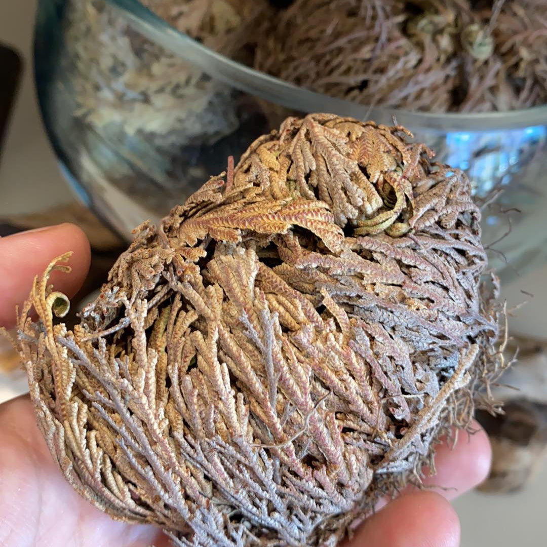 Rose of Jericho (Selaginella Lepidophylla) | Resurrection Plant for Renewal & Love